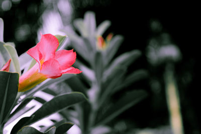 Close-up of flowers blooming outdoors