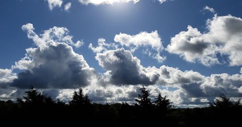 Low angle view of silhouette trees against sky