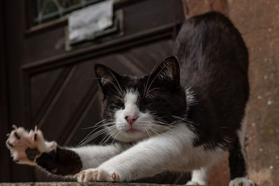 Close-up of a cat looking away