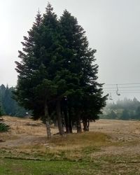 Trees on field against sky