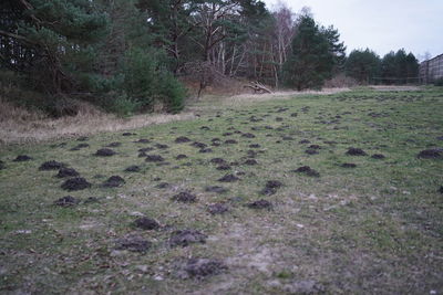 View of a field