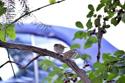 Low angle view of bird on branch against sky