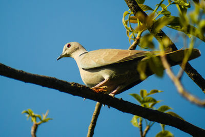 Low angle view of bird perching on branch against blue sky