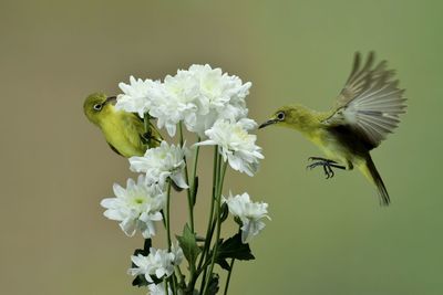 Close-up of a bird flying