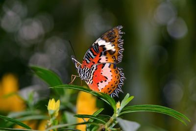 Close-up of butterfly pollinating on flower