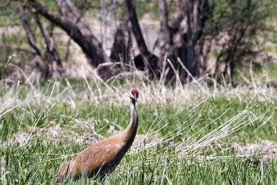 View of a bird on field