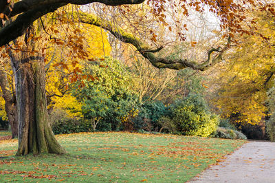 Trees in forest during autumn