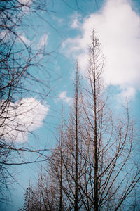 Low angle view of trees against sky