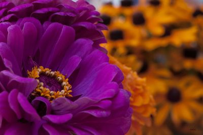 Close-up of purple flower blooming outdoors