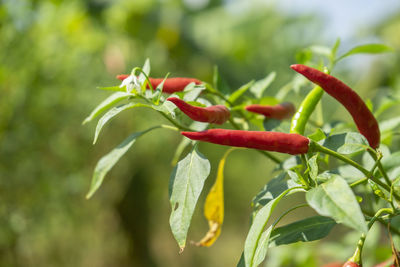 Close-up of red chili peppers plant