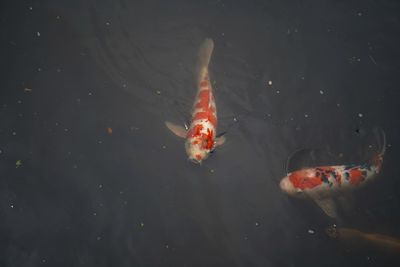 High angle view of koi carps swimming in lake