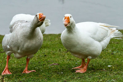 Close-up of ducks on field