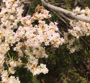 Close-up of fresh white flowers blooming on plant