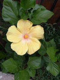 Close-up of yellow flower