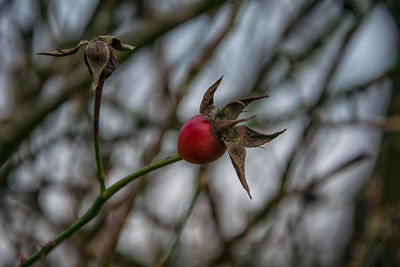 Close-up of red berries on tree