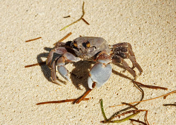 Close-up of a colorful rider crab on the beach, shot with light source