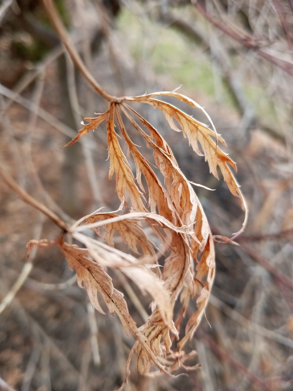 CLOSE-UP OF WILTED PLANT ON FIELD