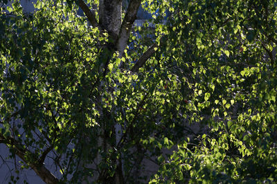 Trees growing outdoors