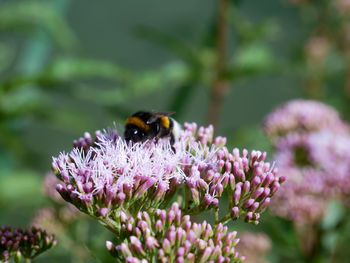 Close-up of bumblebee pollinating on purple flower