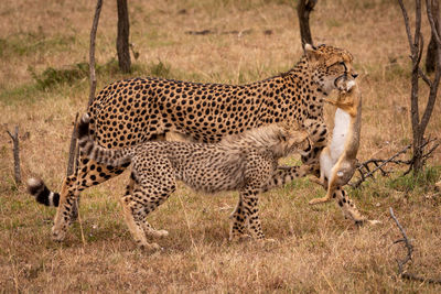 Cheetah with cubs in forest