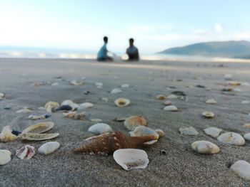 Close-up of shells on sand at beach against sky