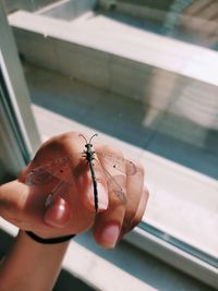 Close-up of butterfly on hand