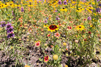 Full frame of yellow flowers blooming in field