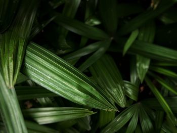 Full frame shot of fresh green plants