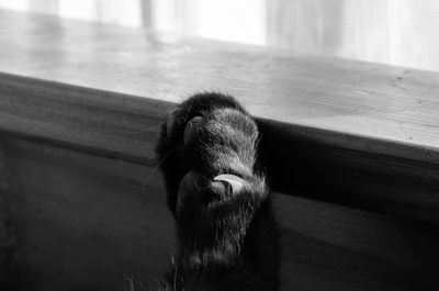 Close-up of a dog