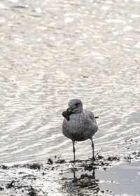 Feeding seagull on a lake