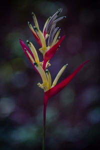 Close-up of pink flower