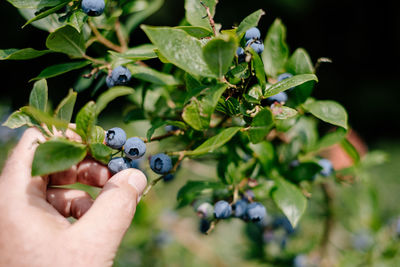 Midsection of person holding fruits