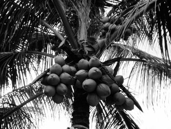 Low angle view of fruits growing on tree