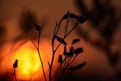 Close-up of silhouette plant against orange sky