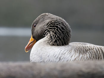 Close-up of duck