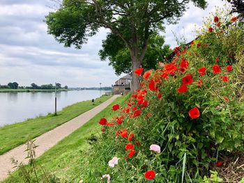 Red flowering plants by lake against sky