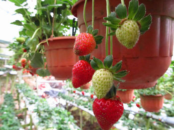 Close-up of strawberries hanging on tree