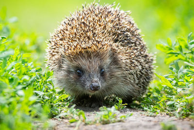 Close-up of an animal on field