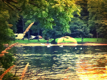 Reflection of trees in water