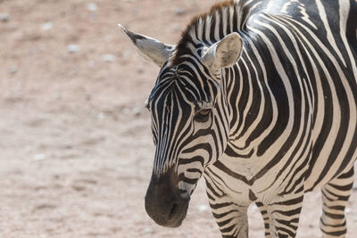 Zebra at safari
