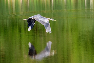 Great blue heron flying over lake