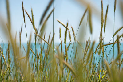 Close-up of stalks in field against sky