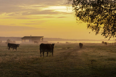 Cows in a hazy sunrise an early october morning by the lake