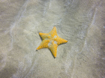 High angle view of leaf on sand