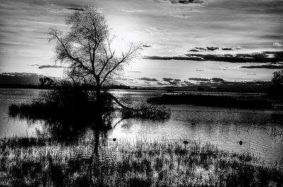 Silhouette tree by lake against sky