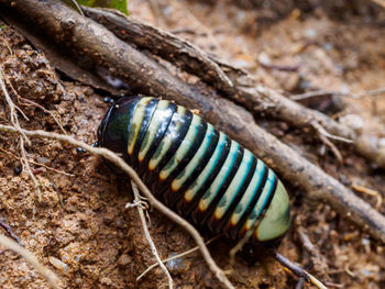 Close-up of insect on land