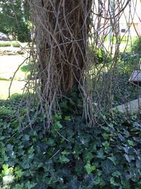 Plants growing on tree trunk