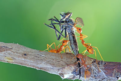 Close-up of ants hunting insect on branch