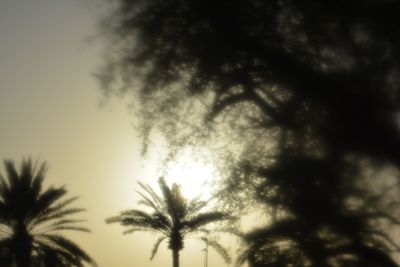 Low angle view of trees against sky