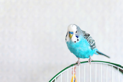 Close-up of a bird perching